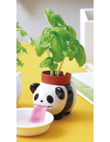 ¨Plante à faire pousser basilic Panda Peropon